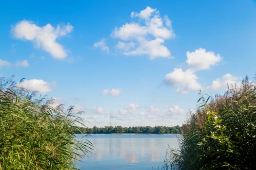 Reed on the lake against the blue sky with clouds.