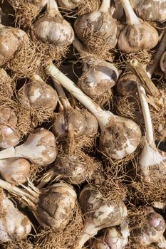 Freshly harvested garlic with clods of earth on wooden floor close-up. Eating, harvest.