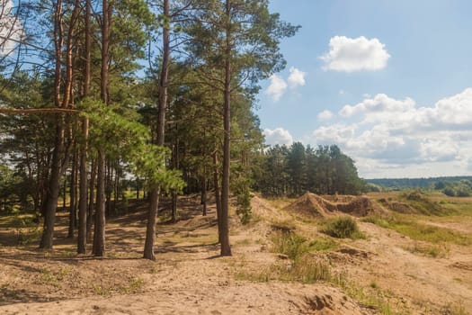 Tall pine trees in the forest on a summer sunny day against Blue Sky.