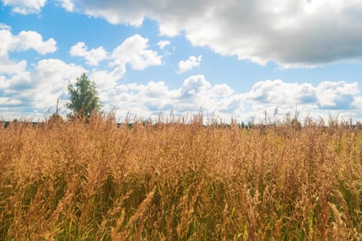 Beautiful ears of field grass in the autumn.