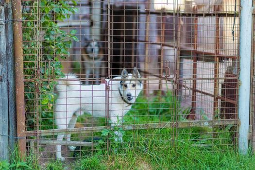 Angry dog behind bars of a village house.