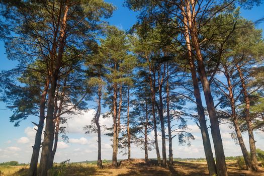 Tall pine trees in the forest on a summer sunny day against Blue Sky.