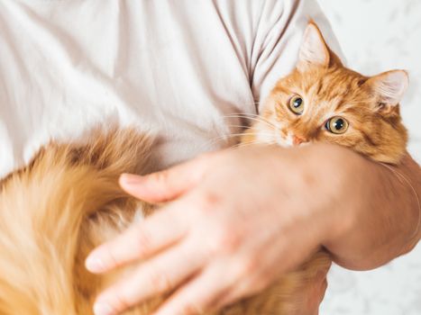 Man cuddles her cute ginger cat. Fluffy pet looks pleased and sleepy. Fuzzy domestic animal. Cat lover.