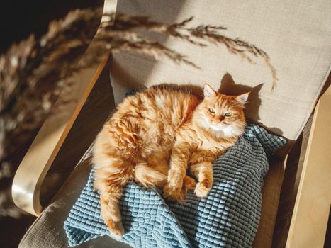 Top view on cute ginger cat lying on pillow. Fluffy pet is staring on dried grass used as toy. Cozy home lit with sun.