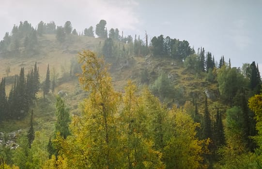 Autumn nature of the altai, forests and mountains.