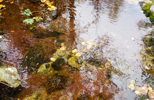 Autumn yellow leaves on the water surface of the river.