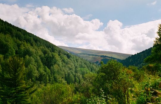 Landscape of the altai forests. Coniferous forests on the Altai.