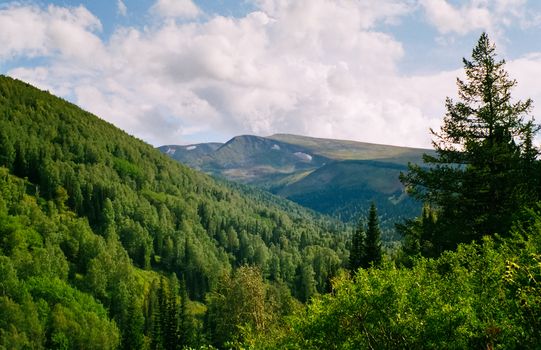 Landscape of the altai forests. Coniferous forests on the Altai.