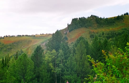 Landscape of the altai forests. Coniferous forests on the Altai.