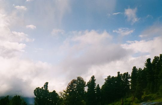 Landscape of the altai forests. Coniferous forests on the Altai.