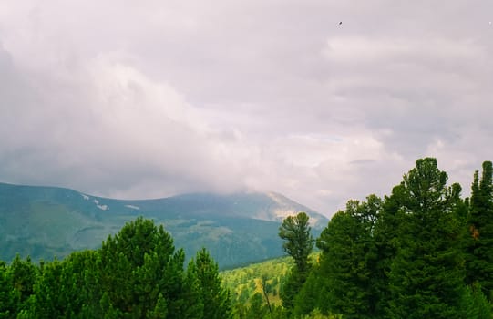 Landscape of the altai forests. Coniferous forests on the Altai.