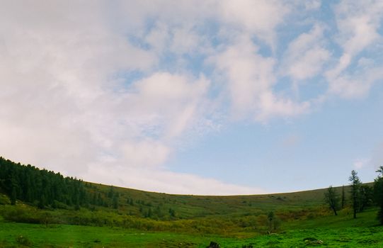 Landscape of the altai forests. Coniferous forests on the Altai.