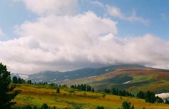 Landscape of the altai forests. Coniferous forests on the Altai.
