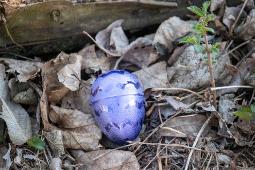 Bright purple Metallic Easter egg hidden in brown leaves . High quality photo