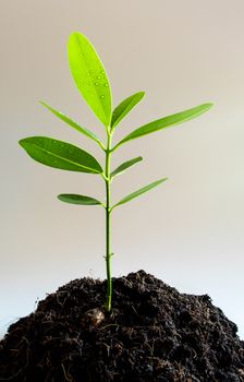 Freshness green leaves of Alexandrian laurel young plant sapling in black soil