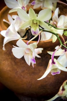 Bouquet of white orchids in clay vase