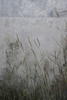 Concrete wall and Grass flower in wind