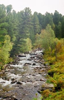 A small mountain river np Altai. Nature is altai.