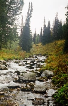 A small mountain river np Altai. Nature is altai.