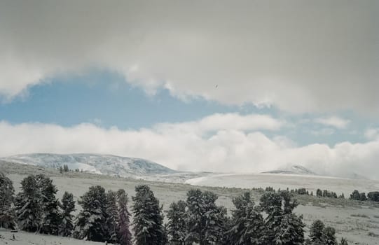 Winter Altai, mountains and forests in the snow. Winter came to the Altai and snow fell.
