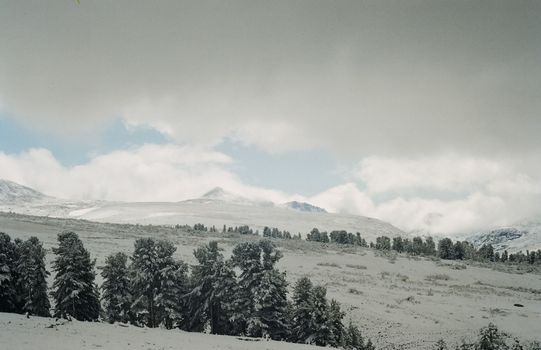 Winter Altai, mountains and forests in the snow. Winter came to the Altai and snow fell.