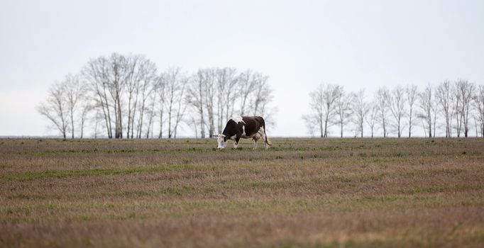 Distant side shot of a lone black-and-white cow in the field. Trees and grey sky are blurred in the background. Late autumn time. Panoramic. shot. Altai Krai, Siberia, Russia.