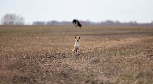 A lone dog is standing in the field. It looks alert and staring in the camera. A cow, trees, and grey sky are blurred in the background. Late autumn time. Altai Krai, Siberia, Russia.