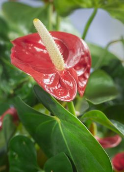 Bright red beautiful flower of the indoor plant Anthurium among green leaves. Front view, close-up.