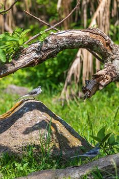 bird mountain wagtail (Motacilla clara), also known as the long-tailed wagtail or grey-backed wagtail, Wondo Genet, Ethiopia Africa safari wildlife