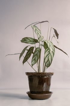 A beautiful indoor flower of the marantaceae family grows on the table in a ceramic flower pot. Front view, copy space