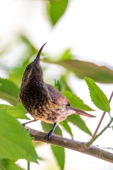 Tacazze Sunbird (Nectarinia tacazze) perched on tree, lake Ziway, Ethiopia safari wildlife