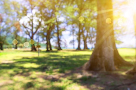 Blur nature bokeh green park by beach and tropical coconut trees in sunset time.