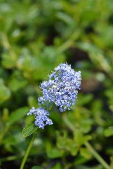 Creeping blue blossom - Latin name - Ceanothus thyrsiflorus var. repens