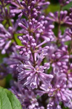 Lilac Minuet flower - Latin name - Syringa x prestoniae Minuet