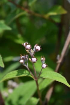 Deutzia Mont Rose flower buds - Latin name - Deutzia x hybrida Mont Rose