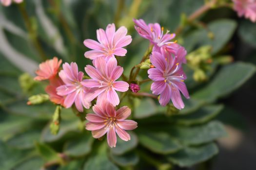 Siskiyou lewisia - Latin name - Lewisia cotyledon