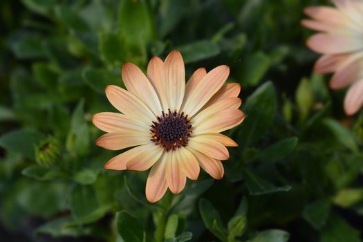 African daisy Tradewinds Cinnamon - Latin name - Osteospermum Tradewinds Cinnamon