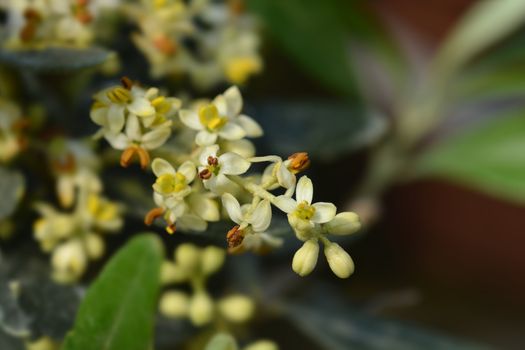 Common olive flowers - Latin name - Olea europaea