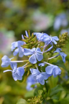 Blue plumbago flowers - Latin name - Plumbago auriculata