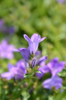 Dalmatian bellflower - Latin name - Campanula portenschlagiana