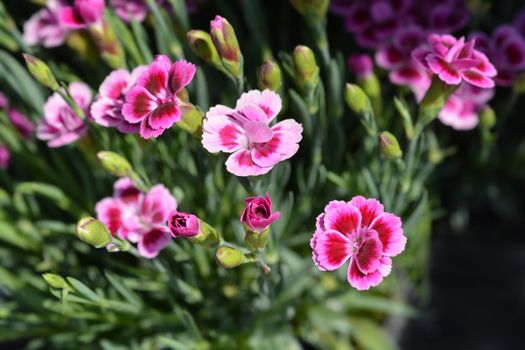 Carnation Pink Kisses - Latin name - Dianthus Pink Kisses