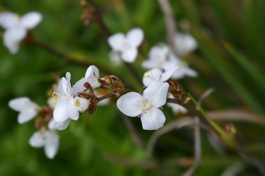 New Zealand satin flower - Latin name - Libertia grandiflora (Libertia chilensis)