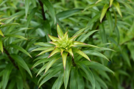 Henrys lily leaves - Latin name - Lilium henryi