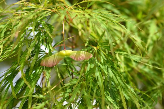 Japanese Maple Viridis - Latin name - Acer palmatum dissectum Viridis