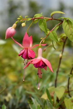 Hybrid Fuchsia flowers - Latin name - Fuchsia x hybrida