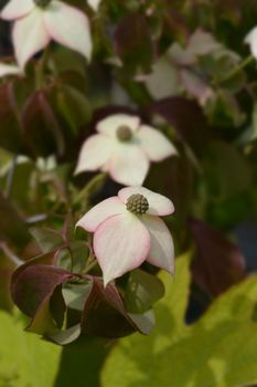 Flowering dogwood Cappucino - Latin name - Cornus kousa Cappucino