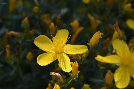 Mount Olympus St Johns-wort - Latin name - Hypericum olympicum