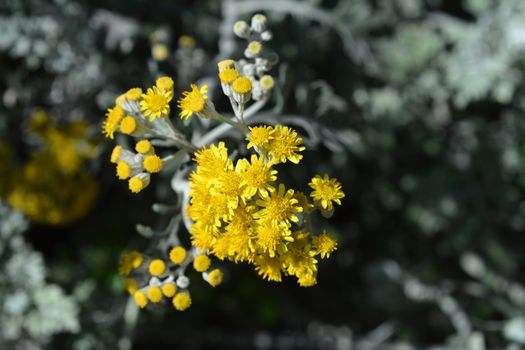 Silver ragwort - Latin name - Jacobaea maritima (Senecio cineraria)