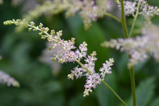 Chinese astilbe pink flower - Latin name - Astilbe chinensis (Astilbe rubra)