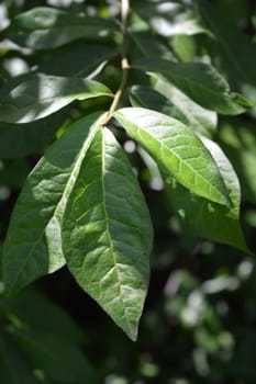 Japanese orixa leaves - Latin name - Orixa japonica